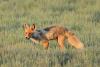 vulpes_vulpes_01_t1.jpg