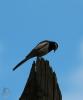 040636_t1.jpg