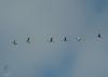 111021.6_t1.jpg