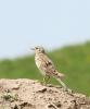 150514_t1.jpg