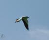 15051_t1.jpg