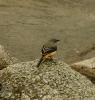 160457_t1.jpg