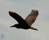290518_t1.jpg