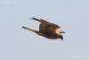 accipitridae_01_t1.jpg