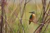 alcedo-atthis_01_t1.jpg