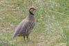 alectoris-chukar_01_t1.jpg