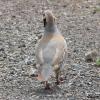 alectoris-chukar_02_t1.jpg