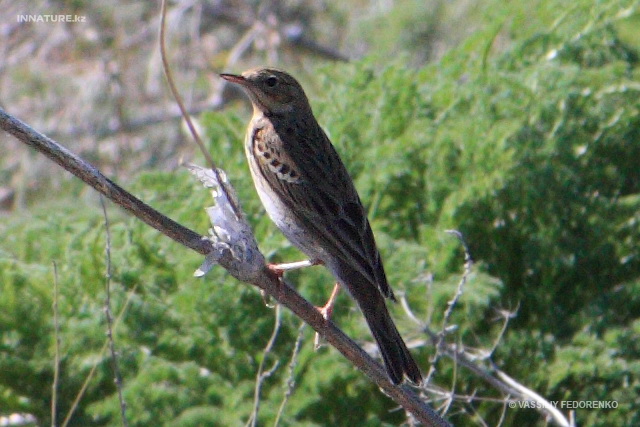 anthus_campestris_01.jpg