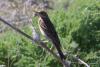 anthus_campestris_01_t1.jpg