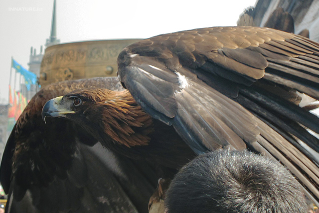 aquila-chrysaetos_01.jpg