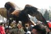 aquila-chrysaetos_02_t1.jpg