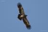 aquila-nipalensis_01_t1.jpg