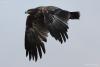 aquila-nipalensis_02_t1.jpg