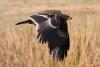 aquila-nipalensis_03_t1.jpg