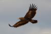 aquila-nipalensis_04_t1.jpg