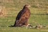 aquila-nipalensis_05_t1.jpg