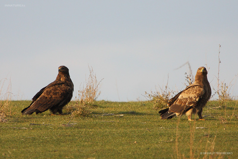aquila-nipalensis_06.jpg