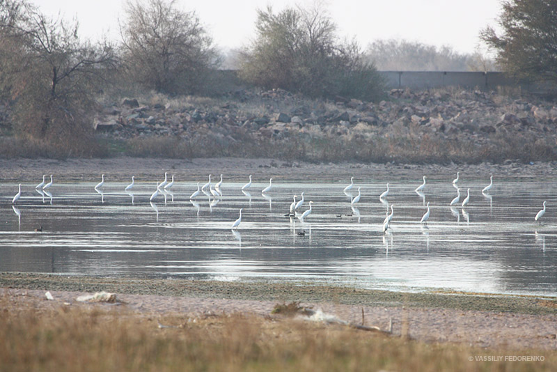 ardea-alba_01_1.jpg