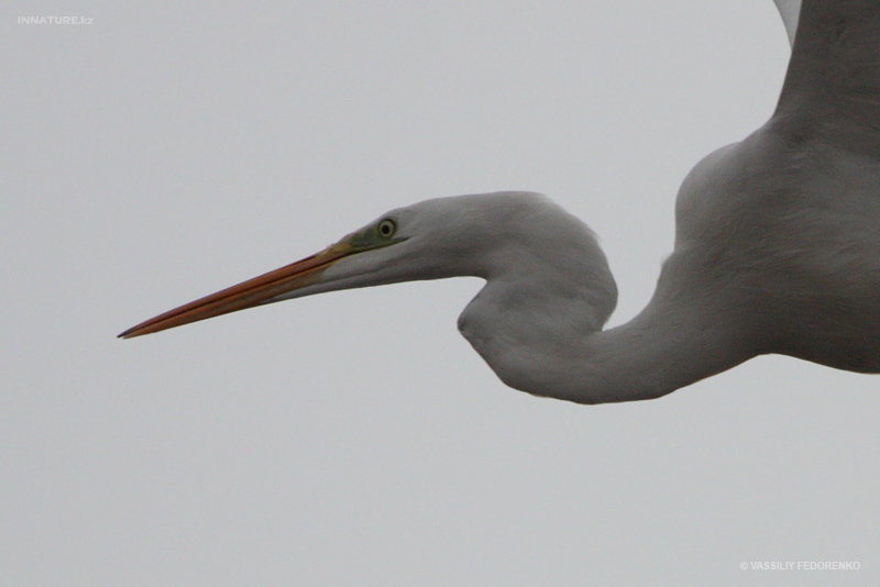 ardea-alba_01_2.jpg
