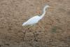 ardea-alba_01_t1.jpg
