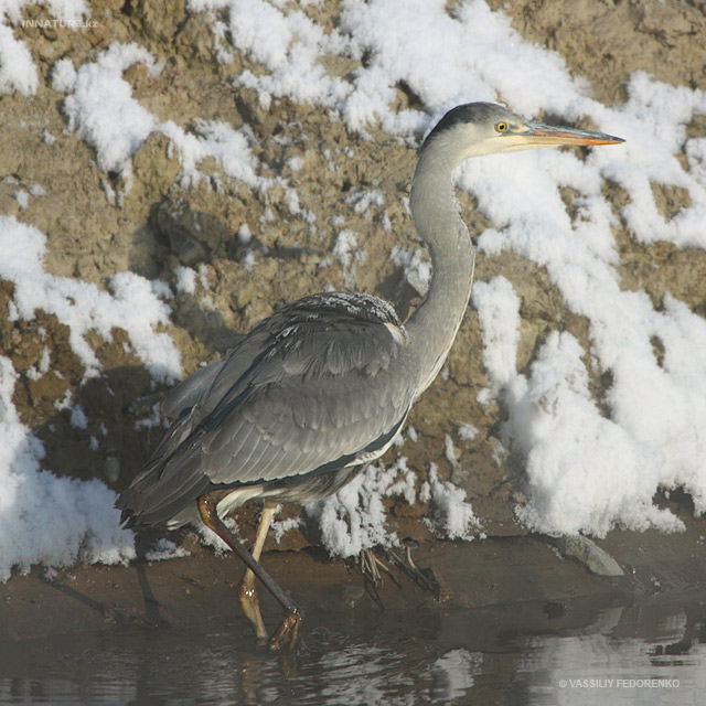 ardea-cinerea_01_4.jpg