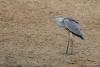 ardea-cinerea_01_t1_1.jpg