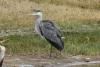 ardea-cinerea_01_t1_2.jpg