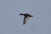 aythya-nyroca_01_t1.jpg