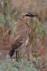 bird11_t1.jpg