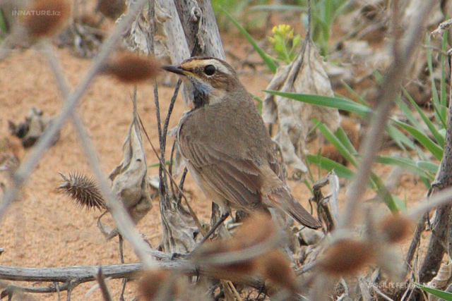 bird_02.jpg