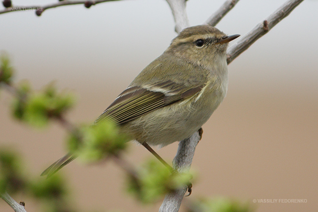 bird_03.jpg