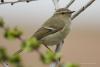 bird_03_t1.jpg