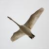 bird_04_t1.jpg