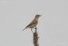 bird_05_t1.jpg