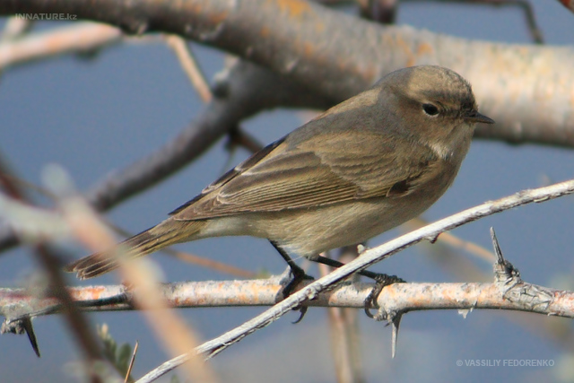 bird_10.jpg