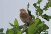 bird_13_t1.jpg