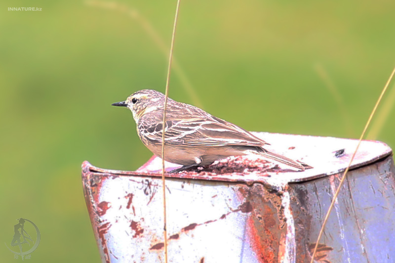 bird_14.jpg