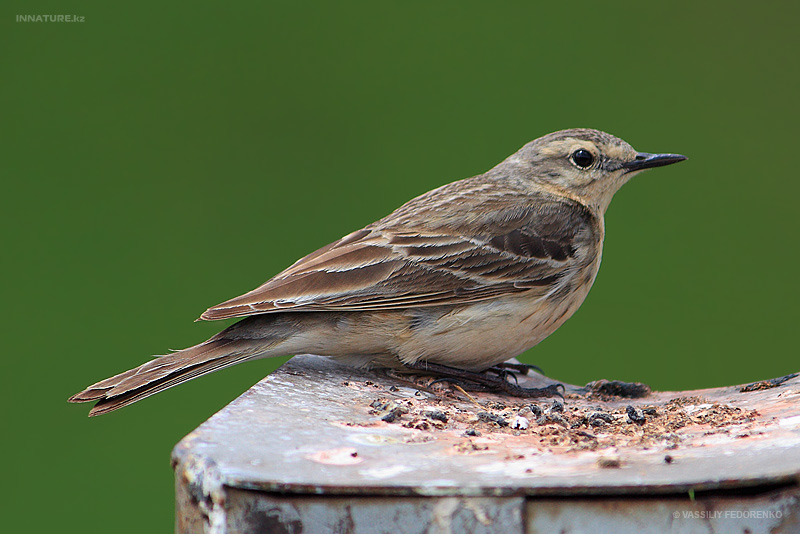 bird_14_2.jpg