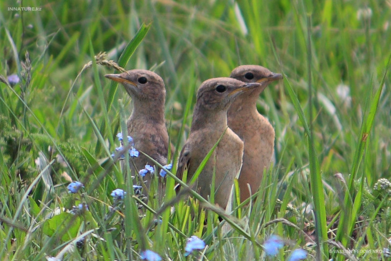 bird_15_1.jpg