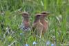 bird_15_1_t1.jpg