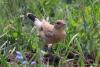 bird_15_2_t1.jpg