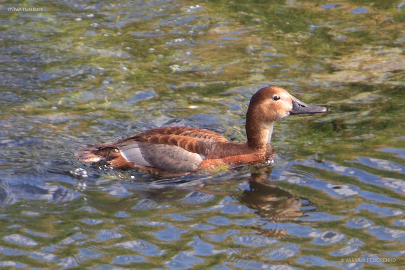 bird_17_1.jpg