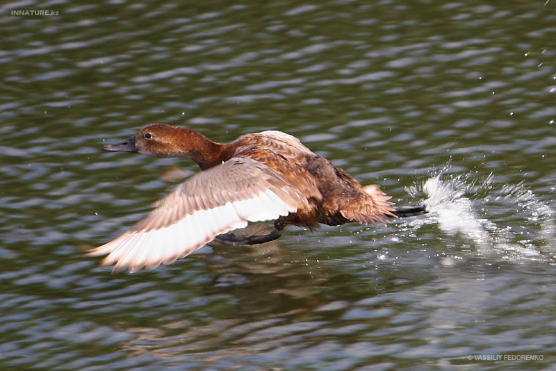 bird_17_2.jpg