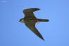 bird_18_1_t1.jpg