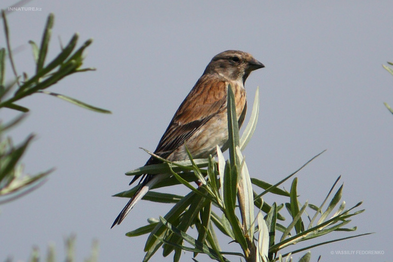 bird_19_1.jpg