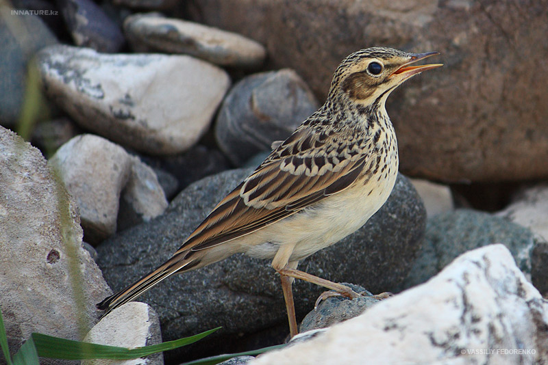 bird_20_2.jpg