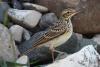bird_20_2_t1.jpg