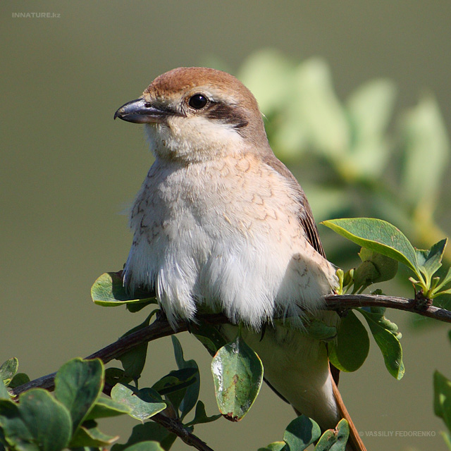bird_21_1.jpg