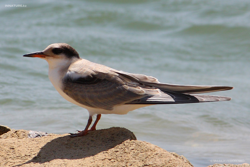 bird_22_1.jpg