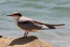 bird_22_1_t1.jpg